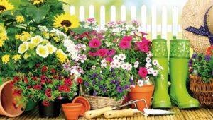 Image de l'article Concours jardins et balcons fleuris 2018