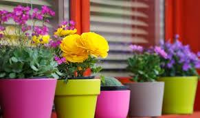 Image de l'article Concours jardins et balcons fleuris