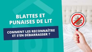 Image de l'article Blattes et punaises de lit : comment les reconnaître et s’en débarrasser efficacement ?