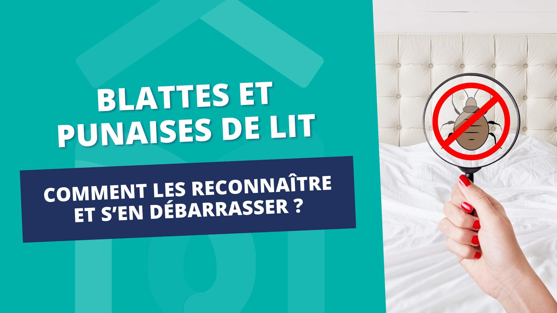 Blattes et punaises de lits - Comment les reconnaître et s'en débarrasser ?